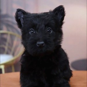  苏格兰梗犬 母MM苏格兰梗犬/母MM/黑色/2024-09-28