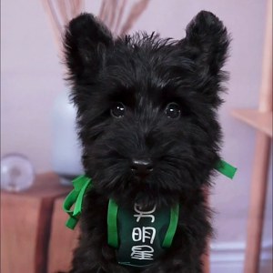  苏格兰梗犬 公DD苏格兰梗犬/公DD/黑色/2024-10-15