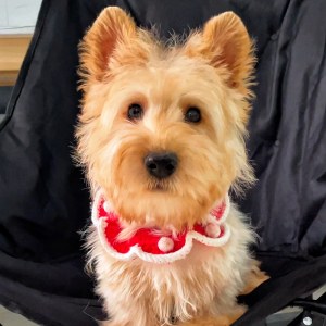  苏格兰梗犬 公DD苏格兰梗犬/公DD/麦色/