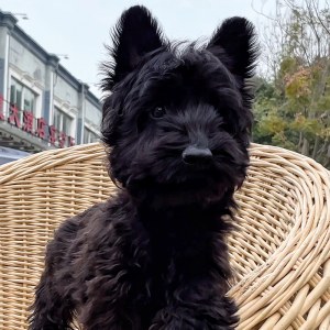  苏格兰梗犬 母MM苏格兰梗犬/母MM/黑色/2024-10-02