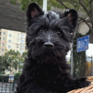  苏格兰梗犬 公DD苏格兰梗犬/公DD/黑色/2024-10-18