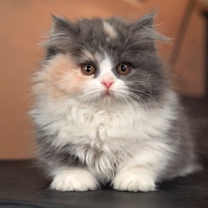  拿破仑(矮脚猫) 母MM拿破仑(矮脚猫)
