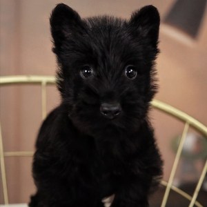  苏格兰梗犬 公DD苏格兰梗犬/公DD/黑色/2024-11-03