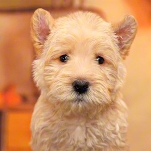  苏格兰梗犬 公DD苏格兰梗犬/公DD/白色/2024-10-23