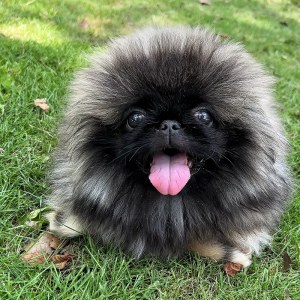  ‌北京犬 公DD‌北京犬