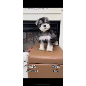  雪纳瑞 公DD雪纳瑞/公DD/黑银色/2025-05-06