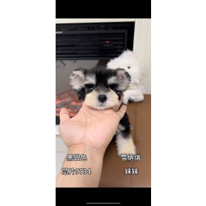  雪纳瑞 母MM雪纳瑞/母MM/黑银色/2025-05-09
