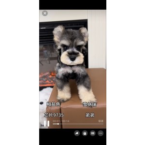  雪纳瑞 公DD雪纳瑞