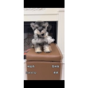  雪纳瑞 公DD雪纳瑞