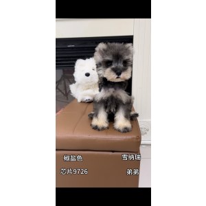  雪纳瑞 公DD雪纳瑞