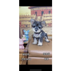  雪纳瑞 母MM雪纳瑞/母MM/胡椒盐色/2025-05-29