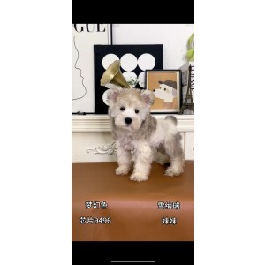  雪纳瑞 公DD雪纳瑞/公DD/梦幻色/2025-04-25