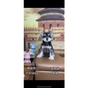  雪纳瑞 公DD雪纳瑞