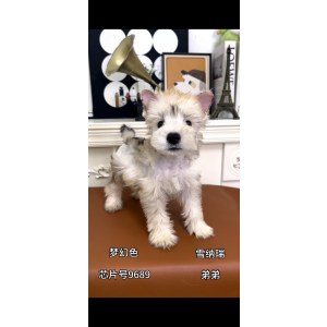  雪纳瑞 母MM雪纳瑞/母MM/梦幻色/2025-05-30