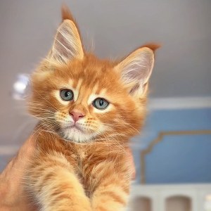  猫咪 公DD缅因猫/公DD/红虎斑/2025-06-16