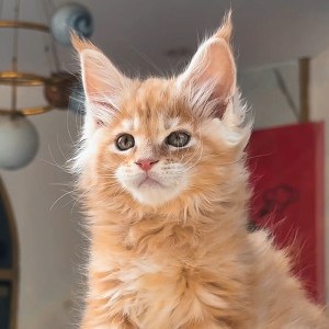  猫咪 公DD缅因猫