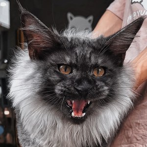  猫咪 公DD缅因猫
