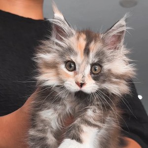  猫咪 母MM缅因猫