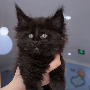  猫咪 母MM缅因猫/母MM/黑色/2025-06-24