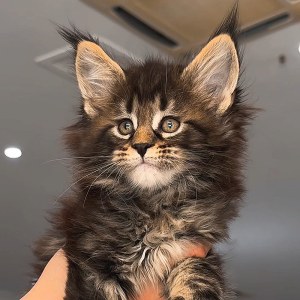  猫咪 公DD缅因猫/公DD/棕虎斑/2025-06-24