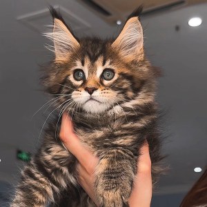  猫咪 母MM缅因猫/母MM/棕虎斑/2025-06-22