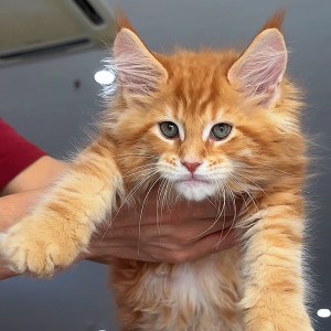  猫咪 公DD缅因猫/公DD/红虎斑/2025-06-22