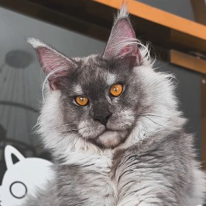  猫咪 公DD缅因猫