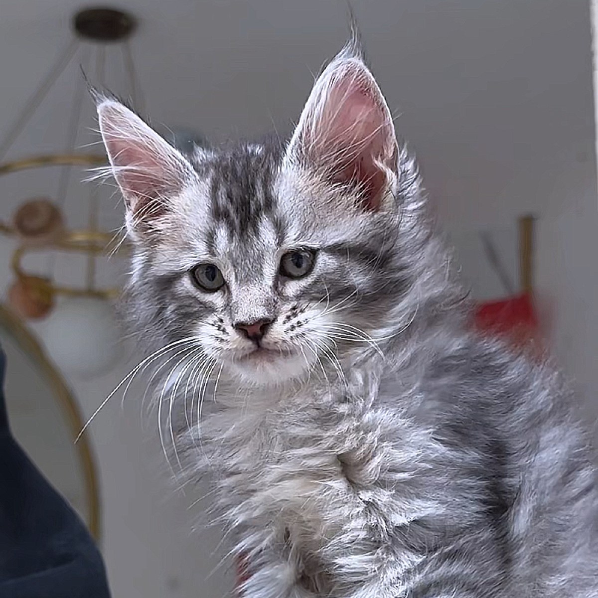 已售] 缅因猫/母MM/11552500